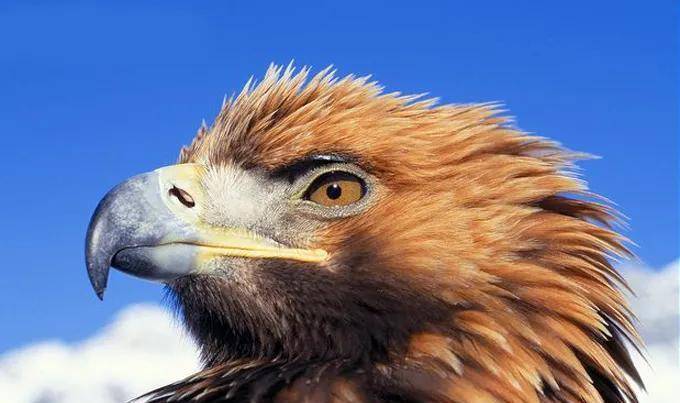 12年前,黑龙江一只"大雕"为了"复仇",疯狂"追杀"