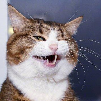 喵咪:表情包谁不会啊,我要和二哈一决高下_猫咪_柴犬_美女