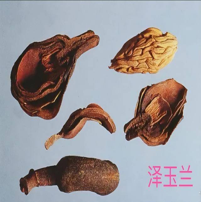 解暑妙用厚朴花_功效_作用_花瓣