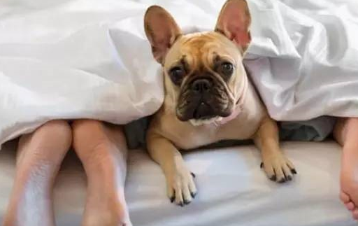 揭秘！狗狗喜欢和主人“同床共枕”，看看这几个原因就明白了