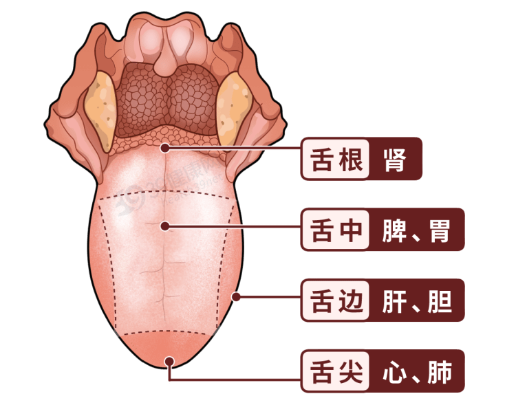 舌头构造真实示意图图片