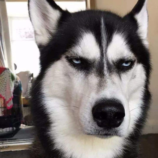 因为二哈的关系,主人和朋友绝交了,原因太逗了!_哈士奇_东西_胶带