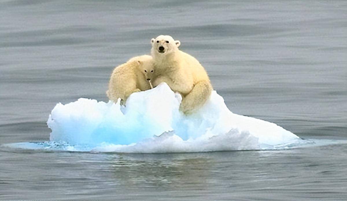 挪威冰川融化对北极熊的生存造成威胁,它们会灭绝吗?_繁殖_影响_保护
