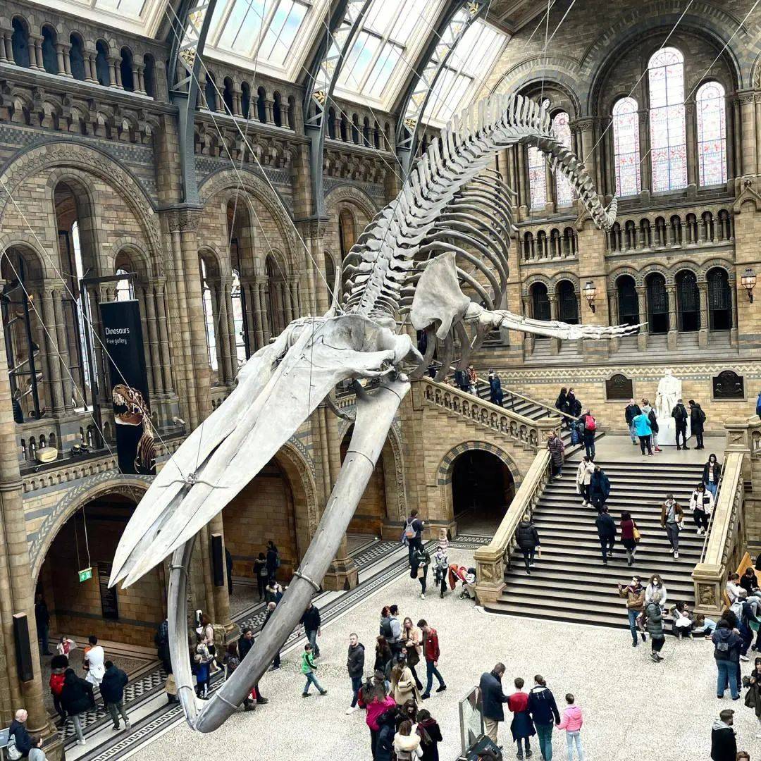 写入24年旅行清单~伦敦自然历史博物馆!_恐龙_标本_生物