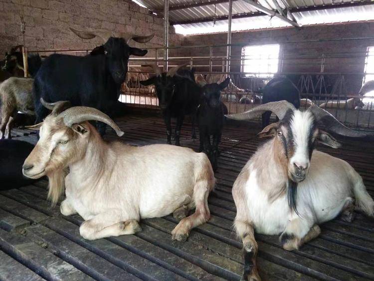 这是因为跟波尔山羊,杜泊羊等这些常见的羊相比,红骨羊养起来就比较难