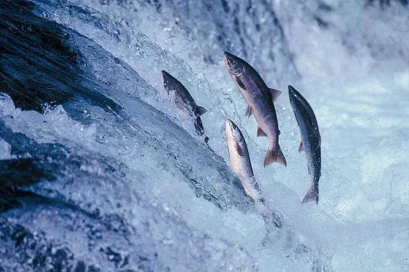 大西洋鲑鱼洄游路线图片