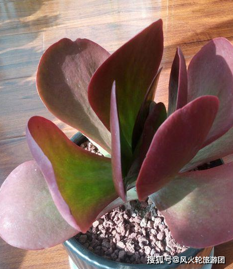 这种多肉南非大片大片生长,叶子红彤彤似蒲扇,小盆完全养不了_唐印