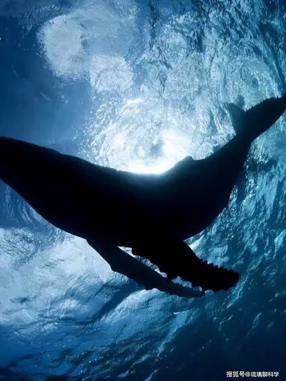 什么是鲸落？鲸落对海洋系统意味着什么？_搜狐网