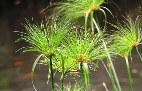 纸莎草是什么?在埃及有着很重要的地位?它有什么用途呢?