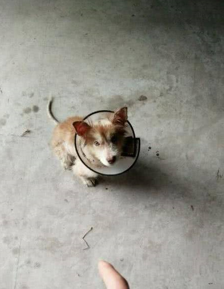 哈士奇_体形_小狗