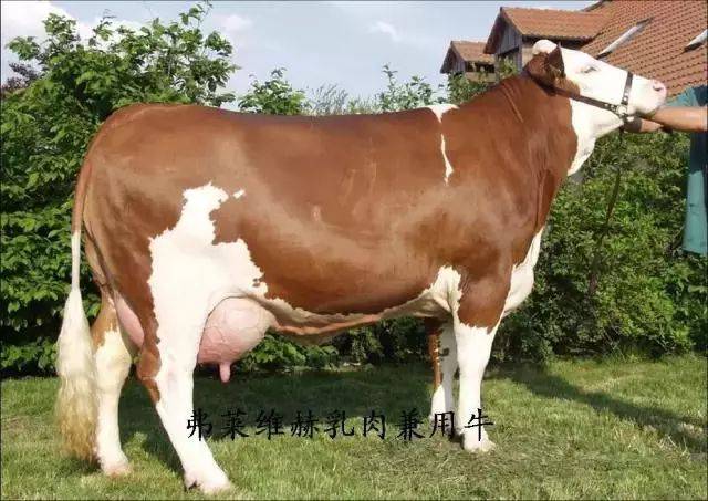 德国宝牛品种图片