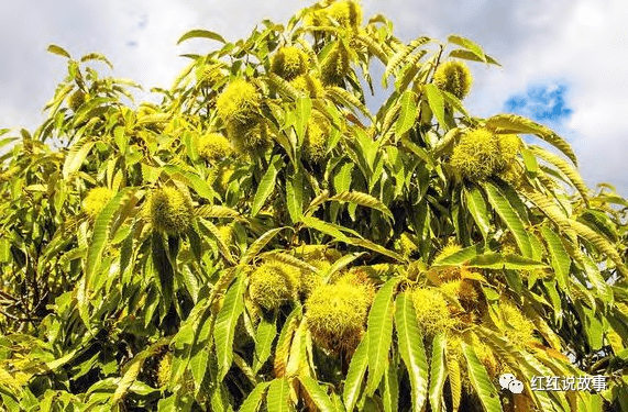 图5 栗实象甲危害状又名坚果象鼻虫,坚果象虫,栗实象鼻虫等,是危害