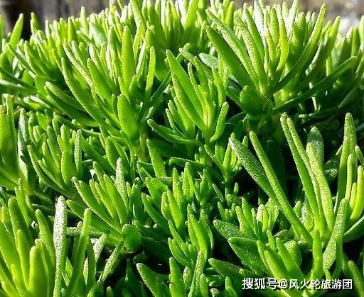 佛甲草真好养,跟着花友学4个技巧,2个月长出一大片,还能开花_植物