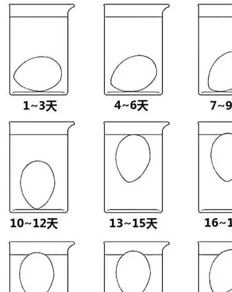 坚持每天吃鸡蛋,对身体有哪些好处?_食物_变化_维生素