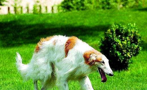 波索狗,狗如其名,带有贵族范,作为一种应用在速度上的犬种,俄罗斯猎