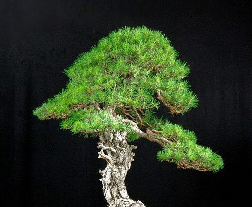 马尾松盆景素材的挖掘注意事项_工作_进行_过程