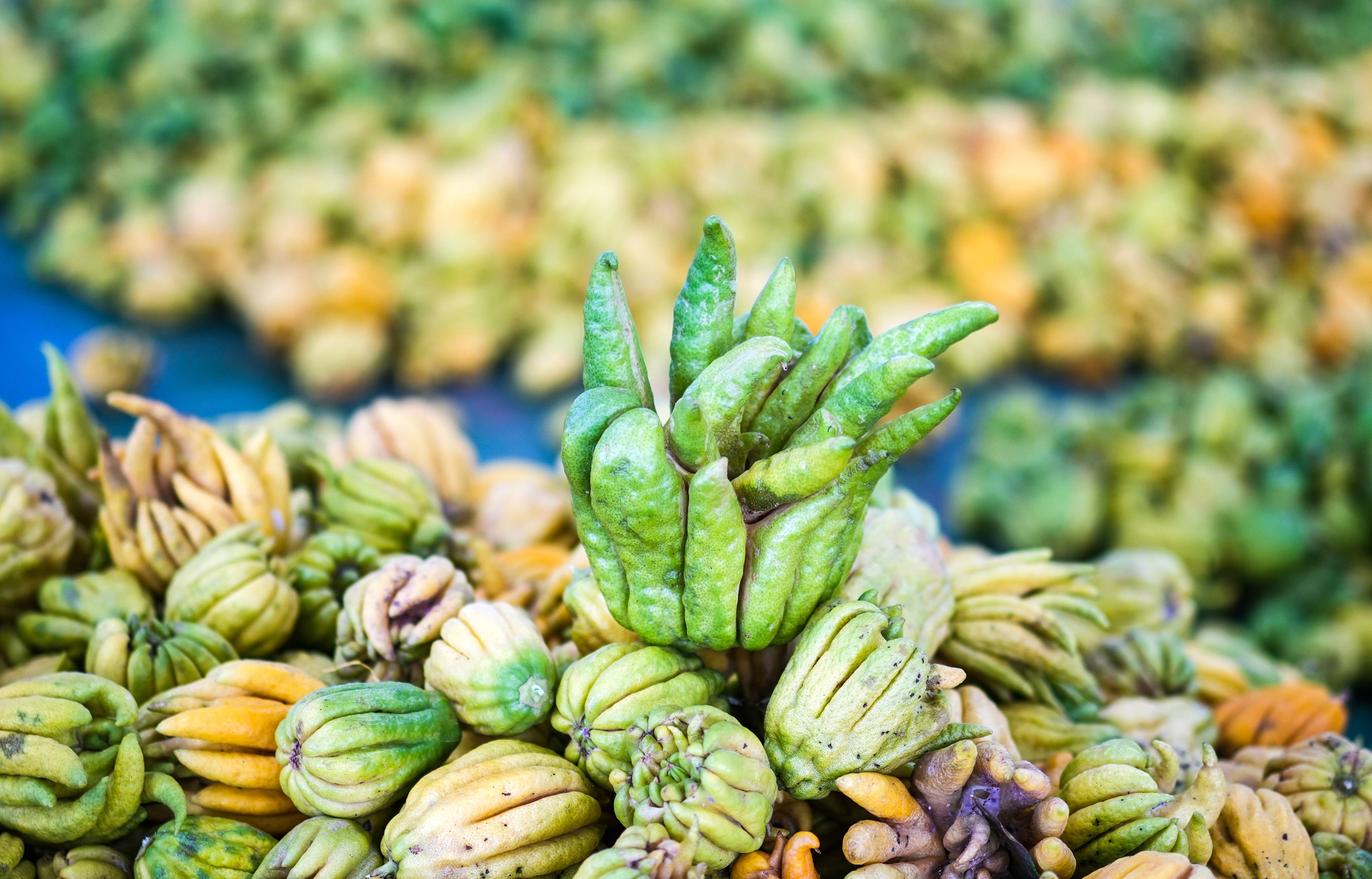 重庆潼南又一个特产即将全国闻名,被誉为果中之仙品,世上之奇卉_佛手