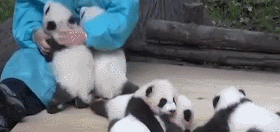 熊猫宝宝的一个举动，让奶妈十分感动，下一秒却哭笑不得……
