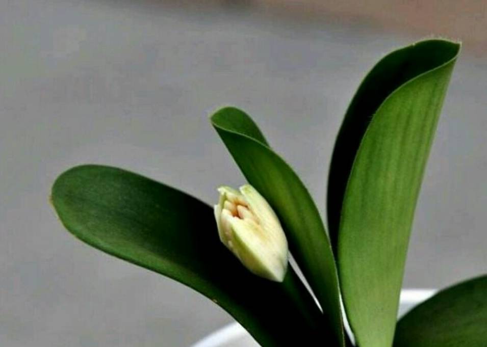 我曾经认为这种绿植是君子兰,家庭养护盆栽虎耳兰需要注意什么_光照