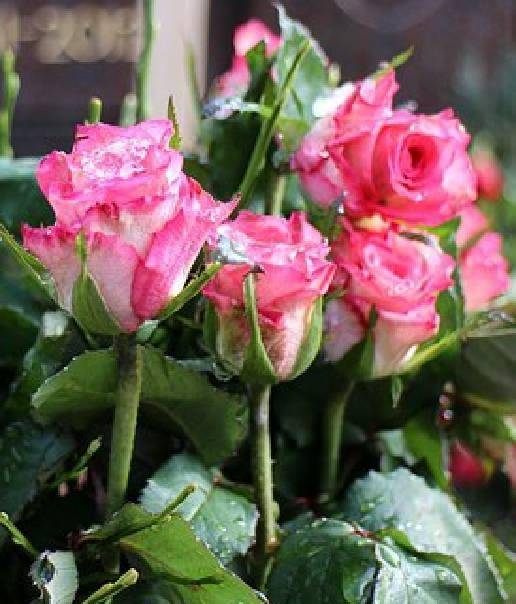 简短而深刻的情感句子，优美有内涵，每句话都描述着人生