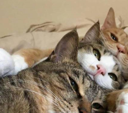 女主人给小奶猫敷面膜,它全程乖乖配合的样子 女主人给小奶猫敷面膜,它全程乖乖配合的样子