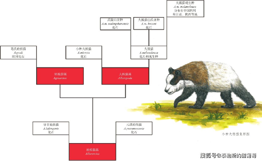 大熊猫—剑齿象动物群图片