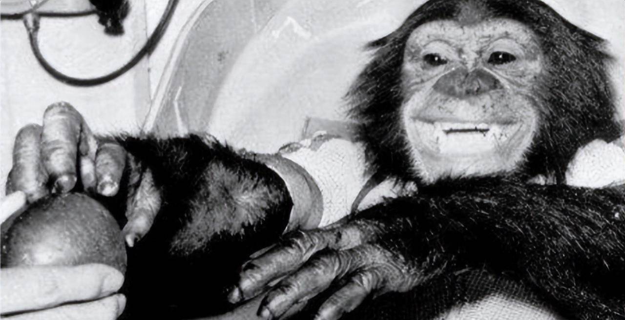 1961年,一只黑猩猩被美国送上太空,平安落地后人们发觉不对劲_哈姆
