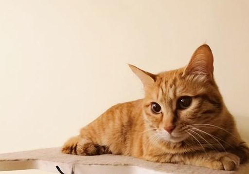 主人将瘦小橘猫交给奶奶,不想短短三个月,“橘猪”已收获啤酒肚 主人将瘦小橘猫交给奶奶,不想短短三个月,“橘猪”已收获啤酒肚