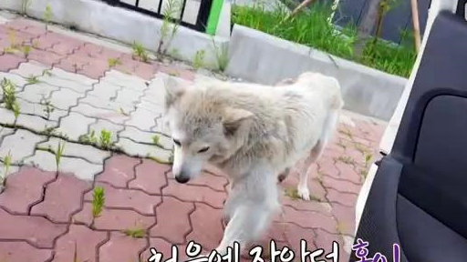 拖着巨大肿瘤的狗狗被丢弃,依然坚守原地不愿离去 拖着巨大肿瘤的狗狗被丢弃,依然坚守原地不愿离去