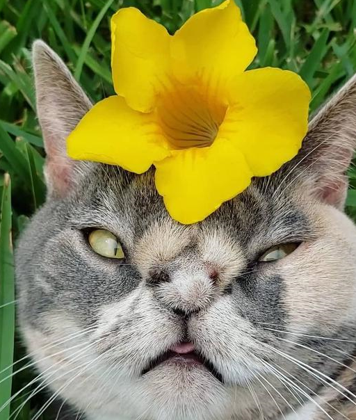 流浪猫咪天生有缺陷差点被安乐死,在它遇到真爱后,命运被扭转了 流浪猫咪天生有缺陷差点被安乐死,在它遇到真爱后,命运被扭转了