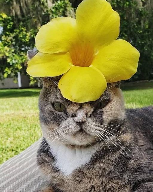 流浪猫咪天生有缺陷差点被安乐死,在它遇到真爱后,命运被扭转了 流浪猫咪天生有缺陷差点被安乐死,在它遇到真爱后,命运被扭转了