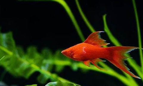 台风剑鱼即将再次登陆南海!剑鱼到底是什么?_品种_大小_体型