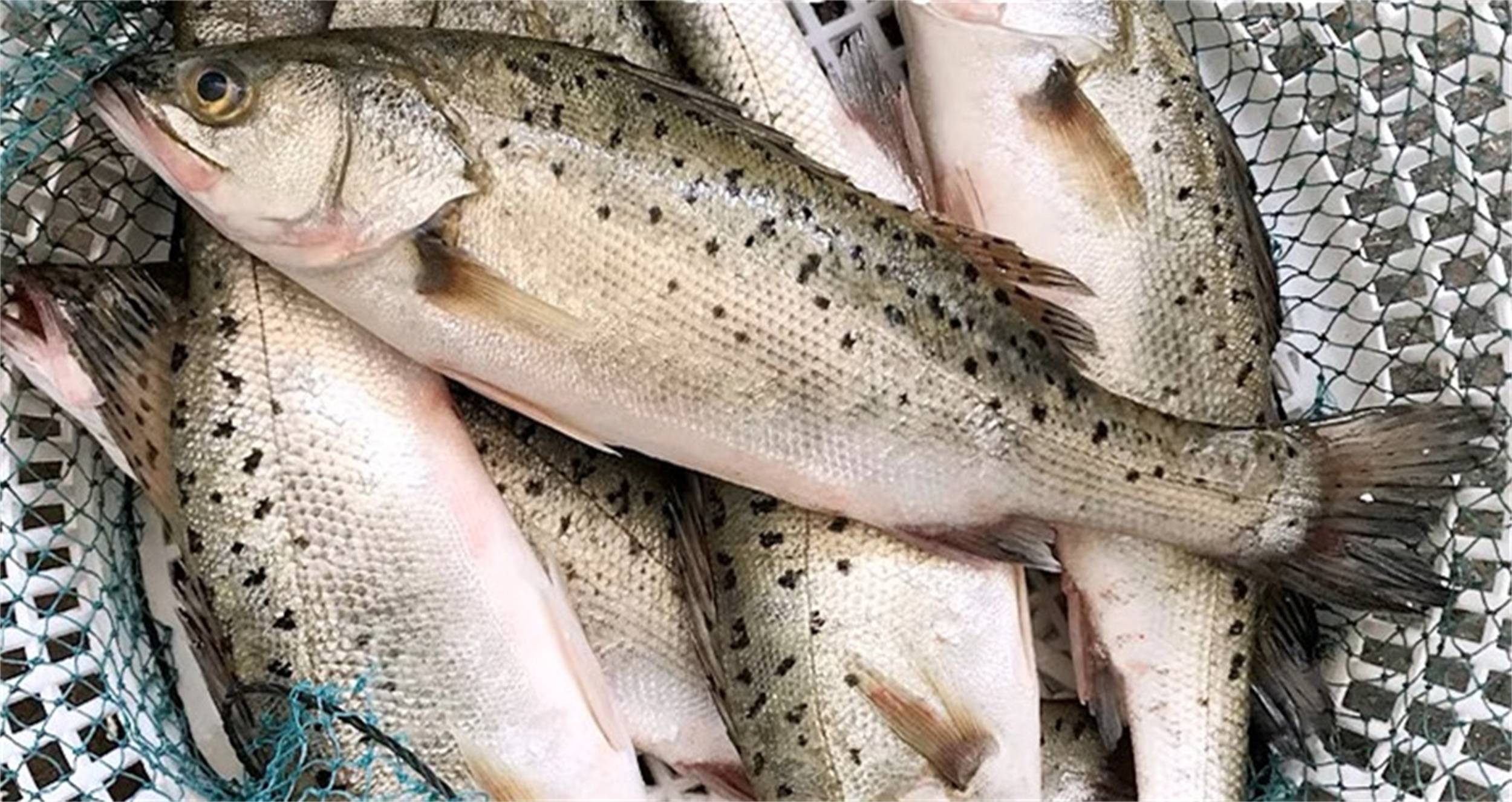 小,摸起来也很光滑,鱼身呈现出的颜色为黄褐色,鱼鳞上也没有黑色斑点