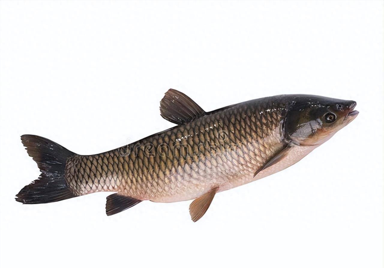 让你成为草鱼杀手!秋季钓草鱼的绝杀饵料