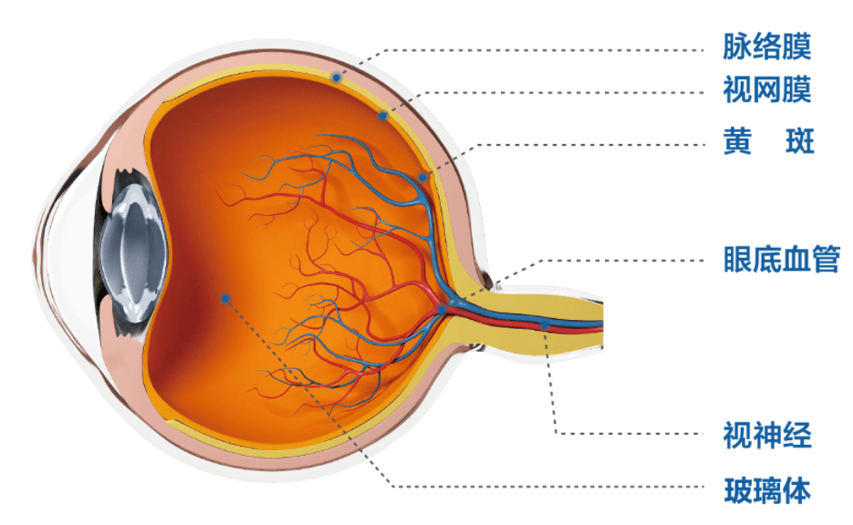 视网膜血管分布图图片