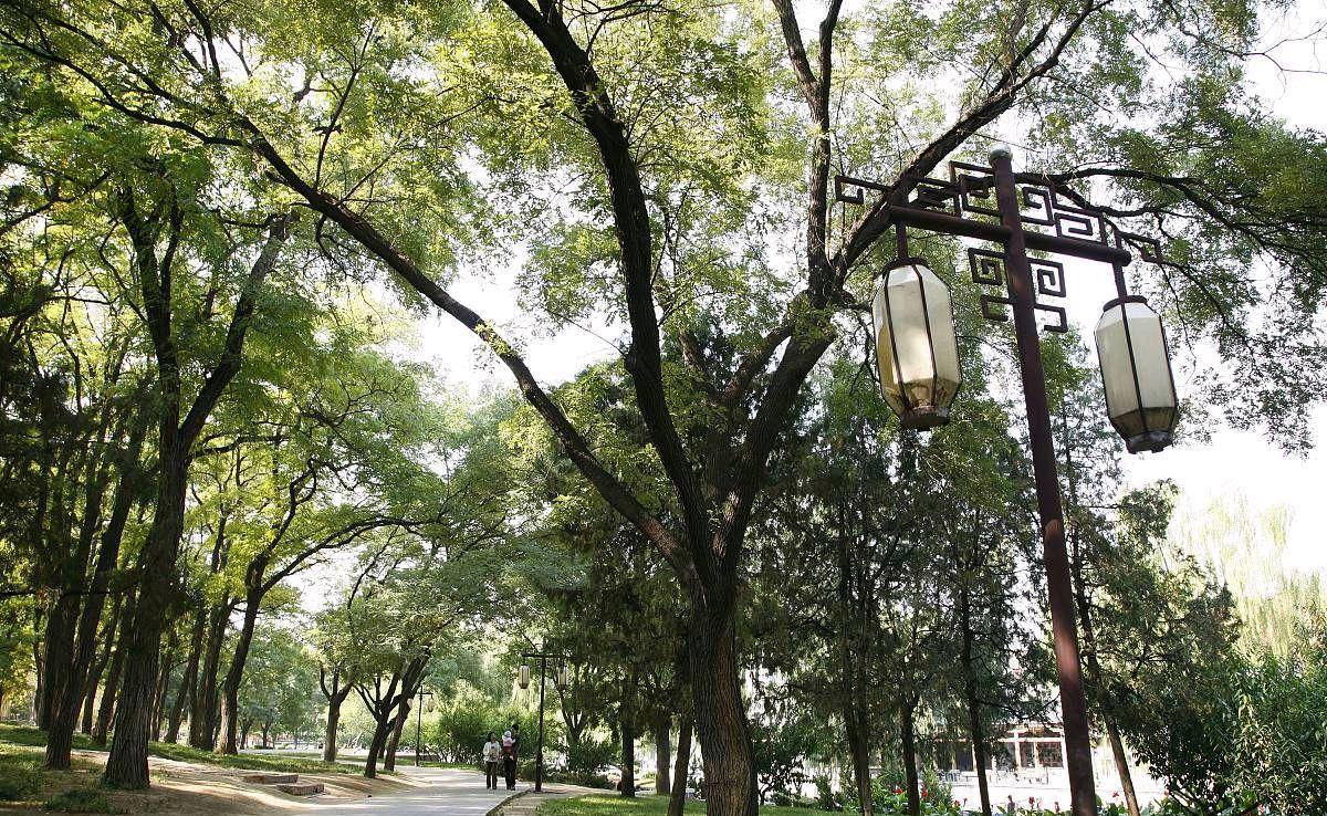 上海真光公园城市中的绿洲
