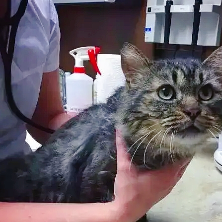  12岁的狸花猫被免除“安乐死”，它一个举动温暖了主人的心 