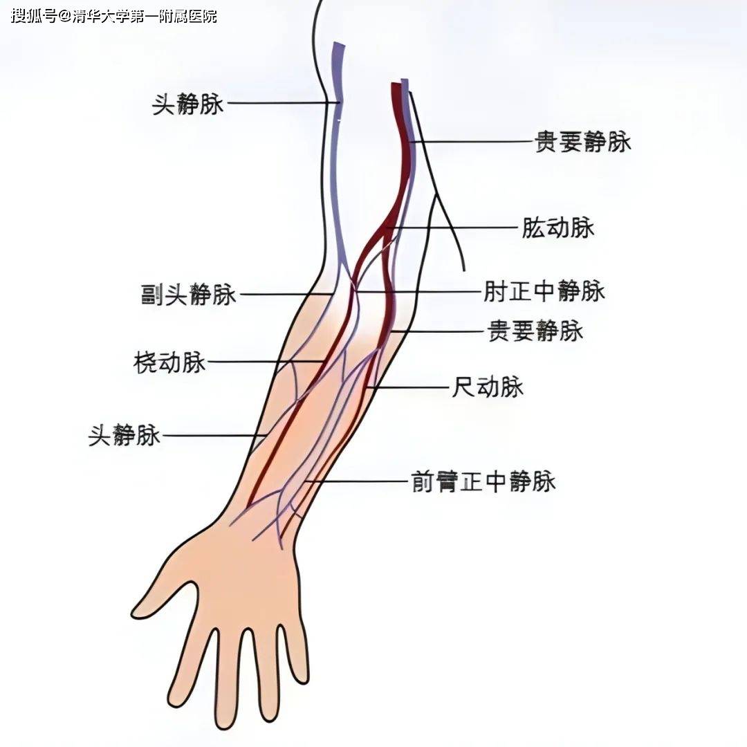 静脉采血的这些关键点