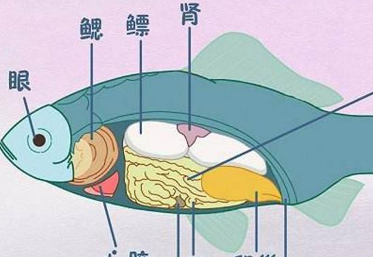 鱼胆的胆汁中含有氢氰酸,这些物质具有一定的毒性,同