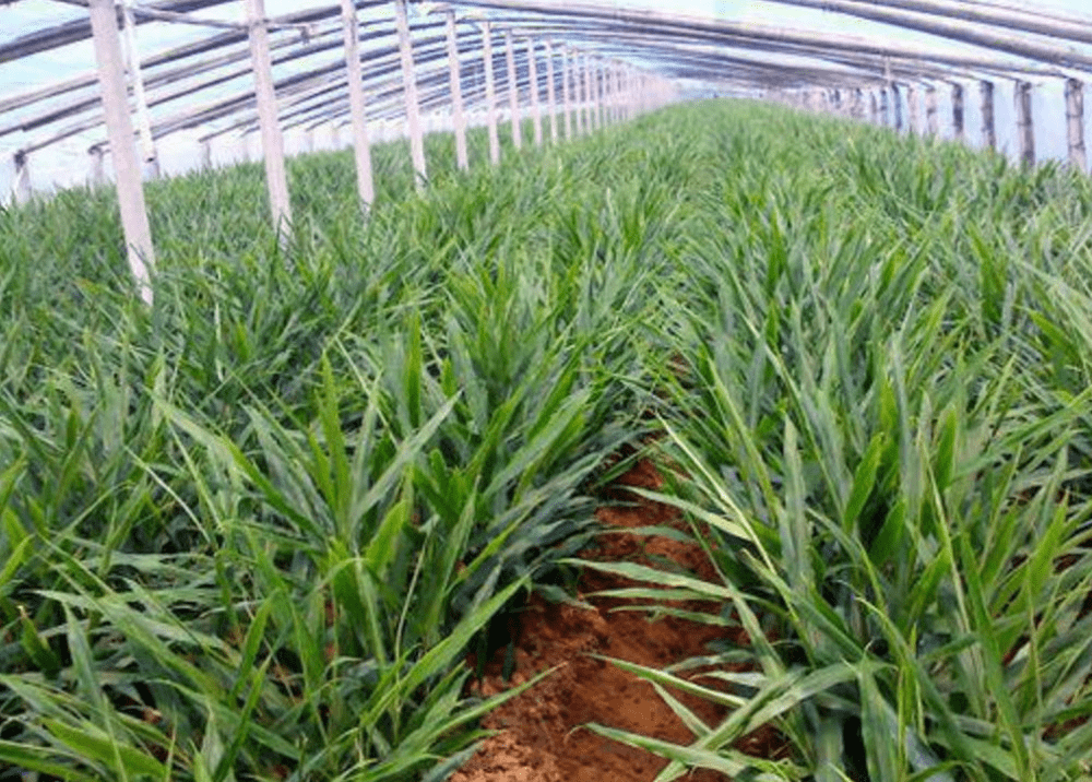 山东大姜遇到菌酶腐植酸_土壤_微生物_长势