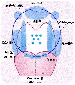 人体的扁桃体一共有六个,大家看这个咽淋巴环图,腺样体兄弟姐妹众多