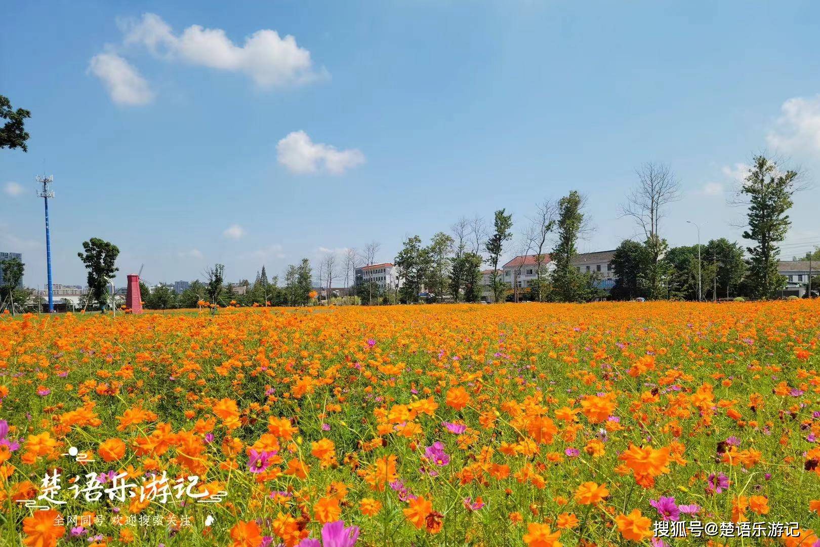 宁波这片湿地花海又来了,百花盛开景色宜人,网友形容:美哭了_公园