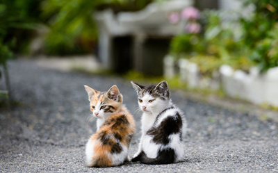 妹子哭诉买猫被骗1000,橘猫被当成英短,老板:只是串的不好而已_猫咪