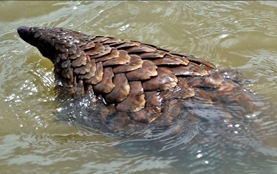 穿山甲的鳞片有多坚硬?连狮子都束手无策!