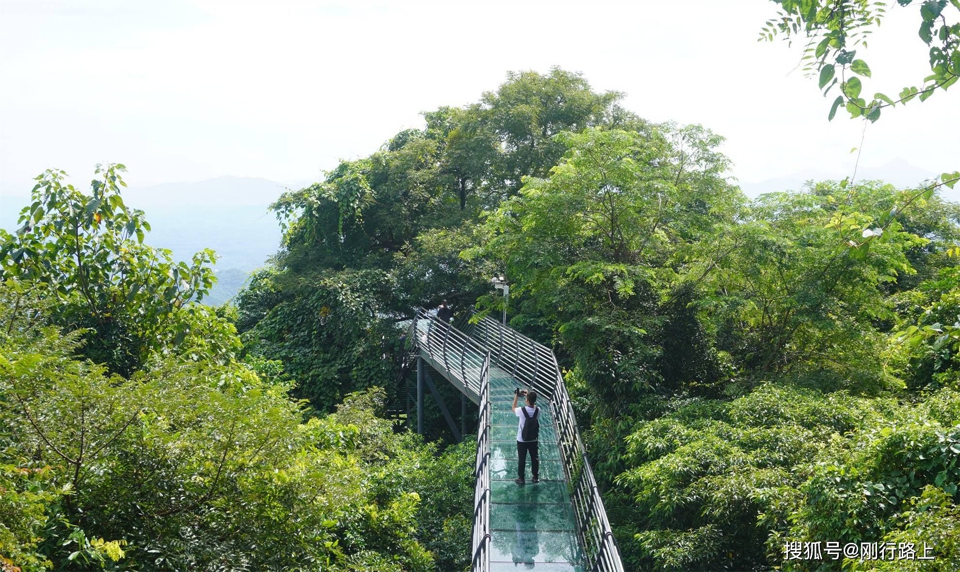 打卡海南中线小众旅游目的地,解锁琼中百花岭热带雨林_风景区_大自然