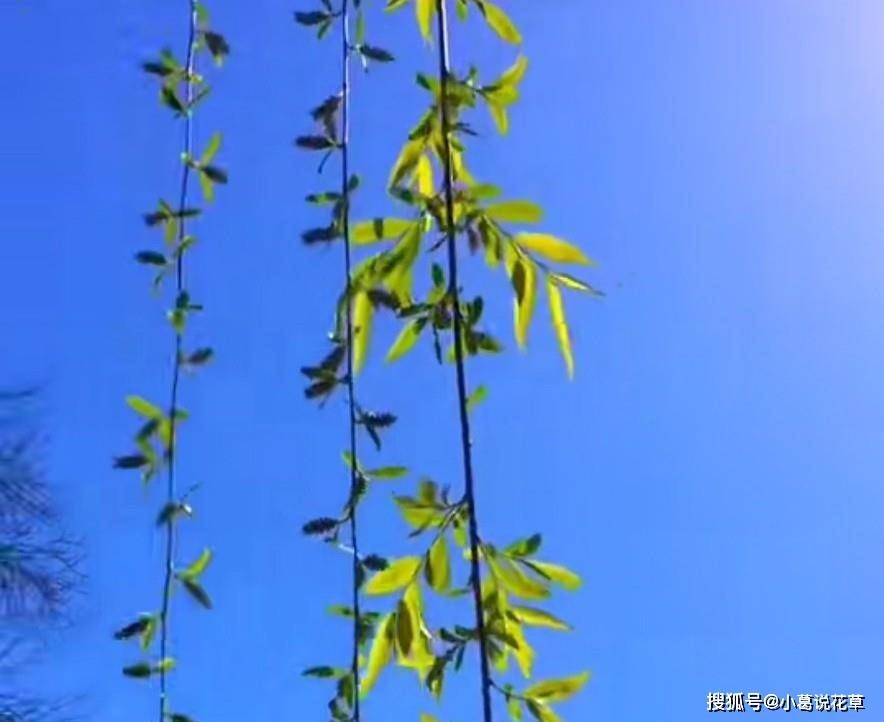 温柔又美丽的朋友圈文案