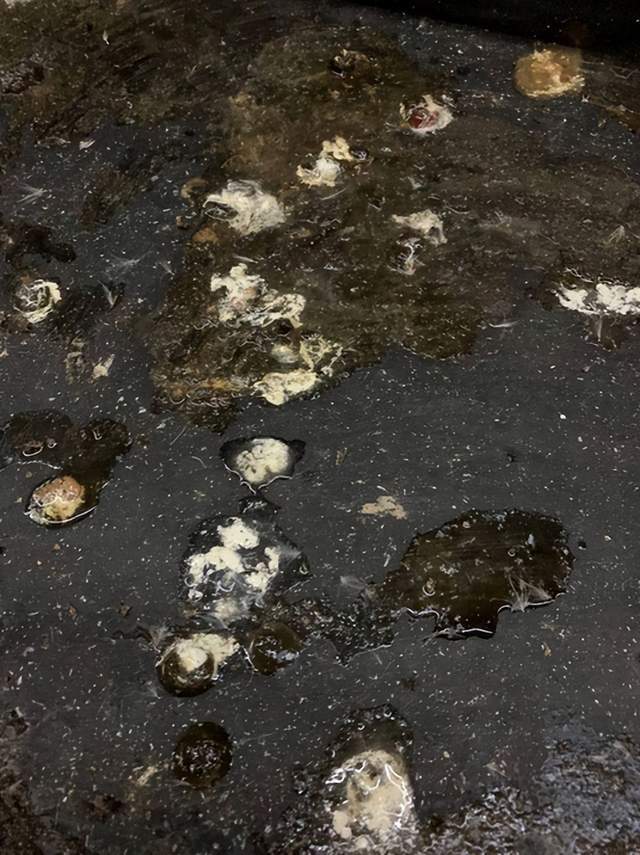 鸡拉白色粪便是什么问题?用什么药?养殖户必知!