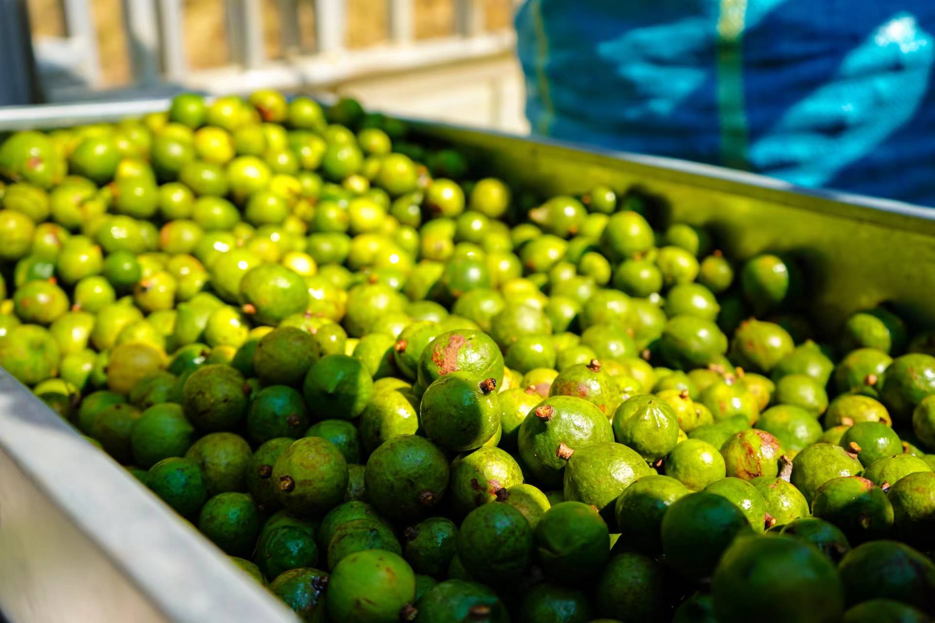 临沧云县:坚果丰收 幸福生活有盼头_澳洲_的发展_收购