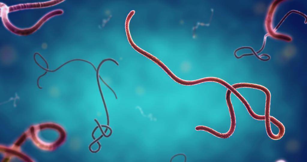 第一名已经被人类根除_病毒_鼠疫_埃博拉