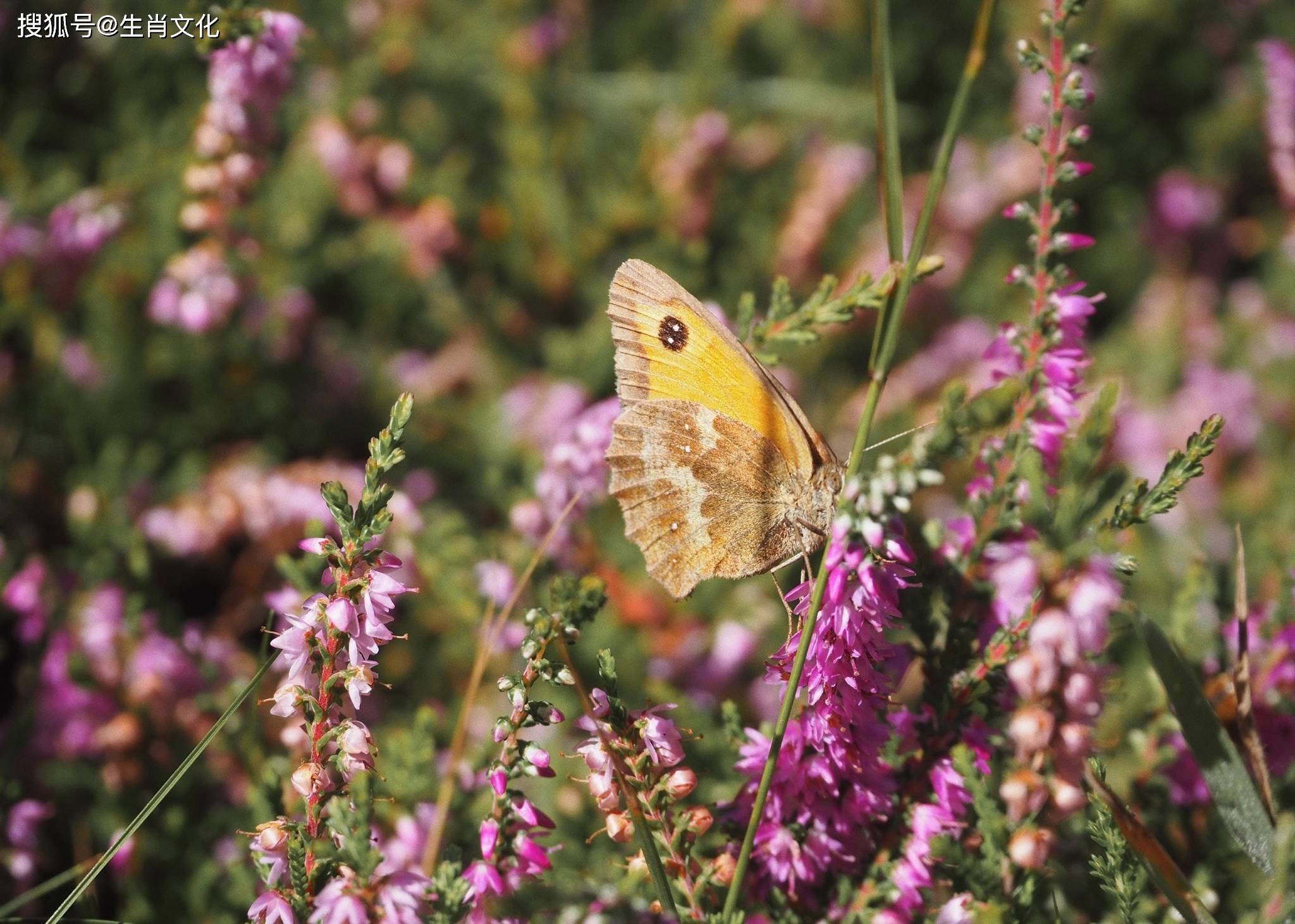 下个月起,天降好运,横财频频,喜形于色,欣欣向荣不差钱的生肖_财富